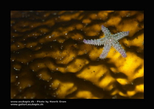 Tiny Seastar on Kelp (back lid) by Henrik Gram Rasmussen 